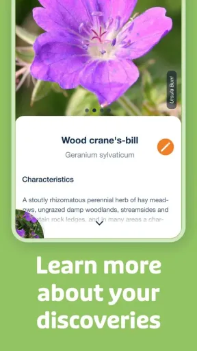 Flora Incognita, screenshot 3
